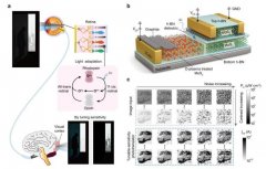 中国团队成功研发新型光电晶体管 实现复杂光照条件下高效探测